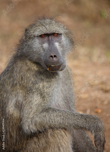 B  renpavian   Chacma baboon   Papio ursinus..