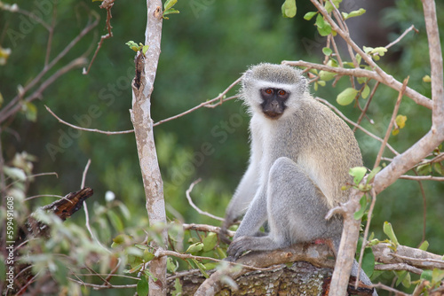 Gr  ne Meerkatze   Vervet monkey   Cercopithecus aethiops .