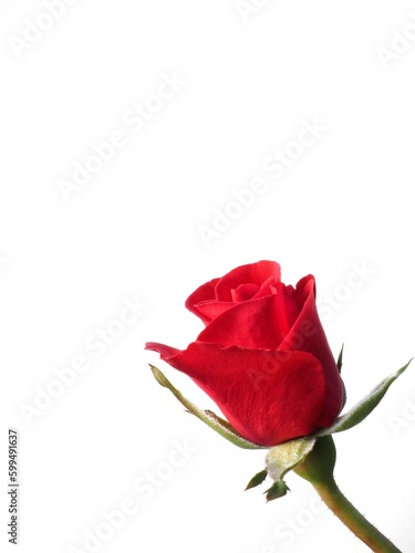 Red rose bud close up on a white background and copy space 