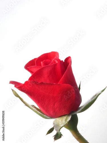 Close up of a Red rose bud