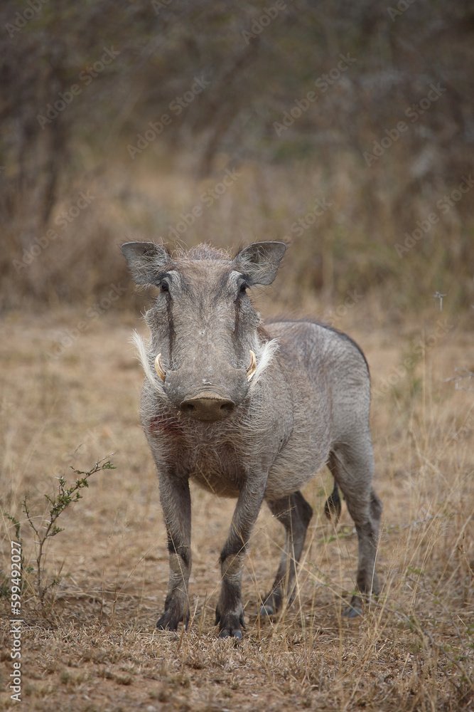 Warzenschwein / Warthog / Phacochoerus africanus Warzenschwein / Warthog / Phacochoerus africanus