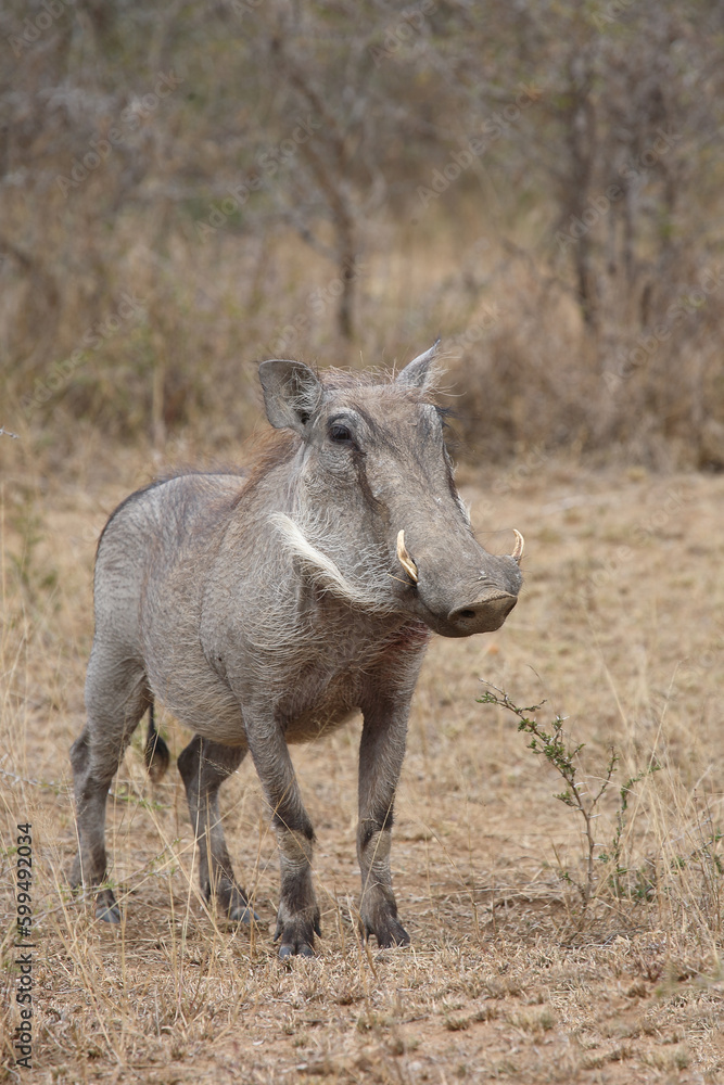 Warzenschwein / Warthog / Phacochoerus africanus Warzenschwein / Warthog / Phacochoerus africanus