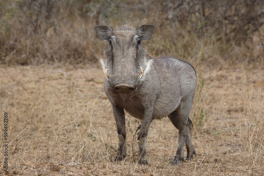 Warzenschwein / Warthog / Phacochoerus africanus Warzenschwein / Warthog / Phacochoerus africanus