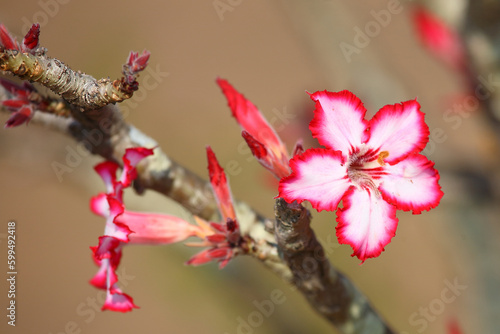 Wüstenrose / Impala lily / Adenium obesum
