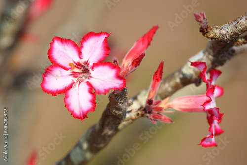 Wüstenrose / Impala lily / Adenium obesum photo