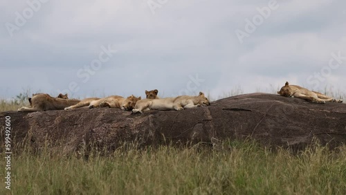 Pride of lions sleeping on top of a rock in the Masai Mara, Kenya 