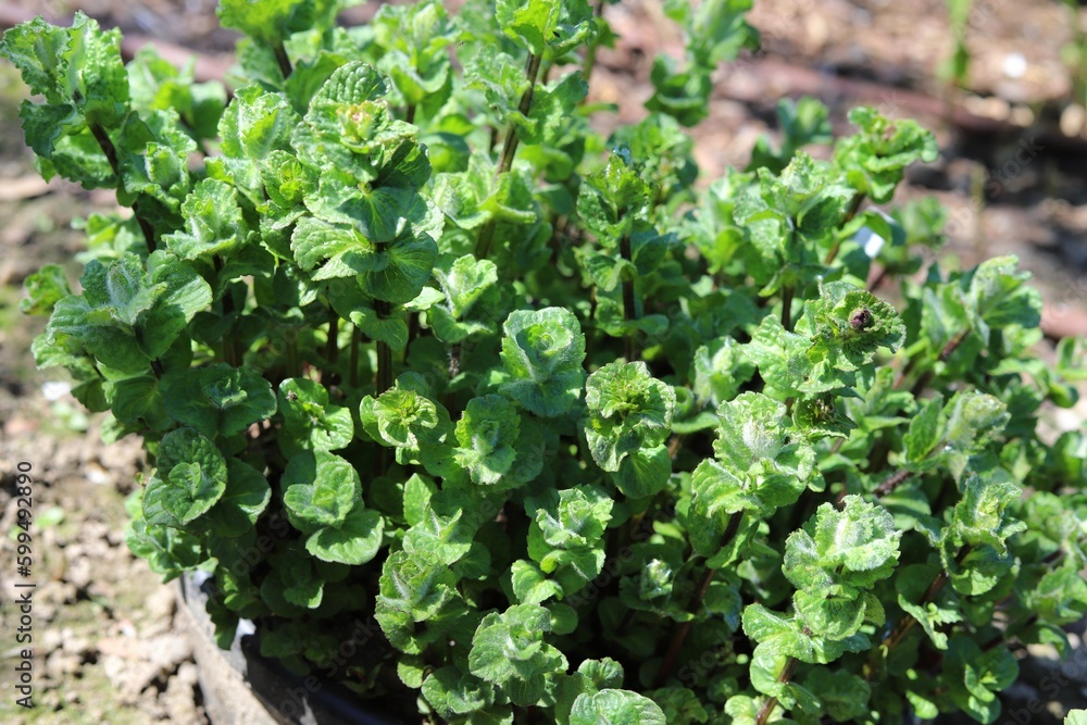 Mentha Mojito Japonica. Mojito mint in garden. Mentha Mojito Japonica. Mojito mint in garden.