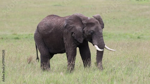 Wallpaper Mural African elephant sub-adult walking in the long grass in Masai Mara national park, Kenya Torontodigital.ca