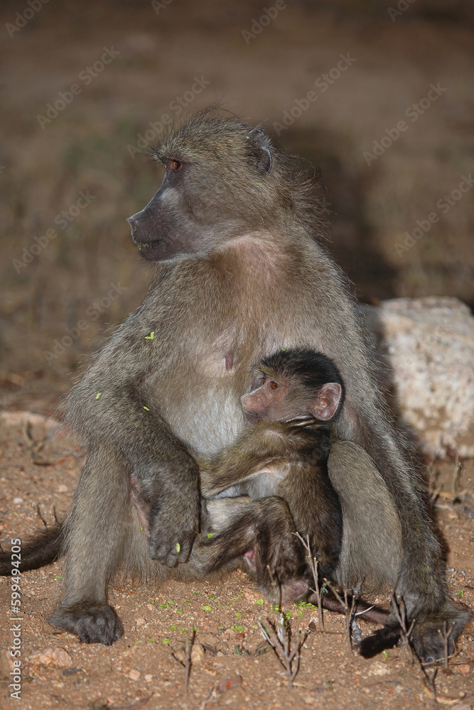 Fototapeta premium Bärenpavian / Chacma baboon / Papio ursinus