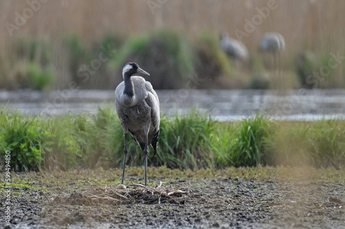 gray cranes brooding in the wild photo