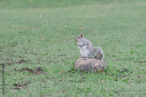 Squirrel  © ru1lopes