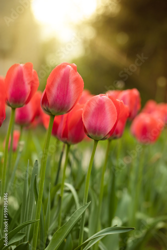 red tulips  spring flowers