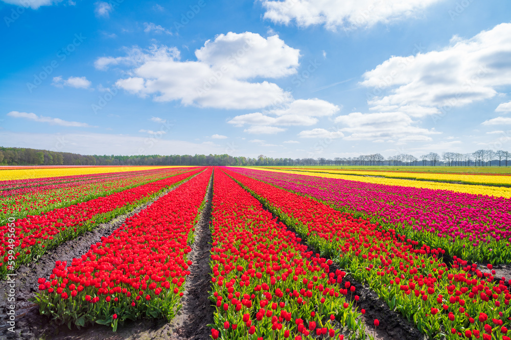 blooming tulips in the netherlands