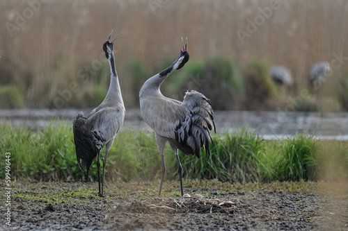 Tablou pe pânză gray cranes brooding in the wild