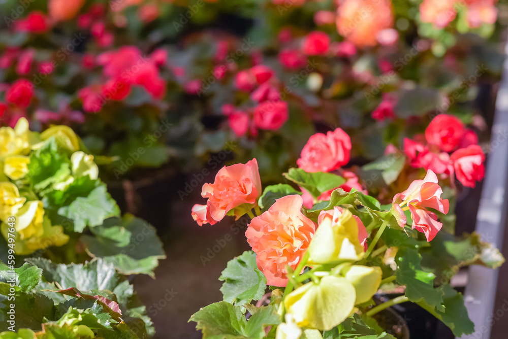 Flowers in pots in a greenhouse. Beautiful blooming green house. Greenhouse for growing seedlings of plants. Flowering plants in a flower nursery. Plants. Flowers in pots in a greenhouse. Beautiful blooming green house. Greenhouse for growing seedlings of plants. Flowering plants in a flower nursery. Plants.