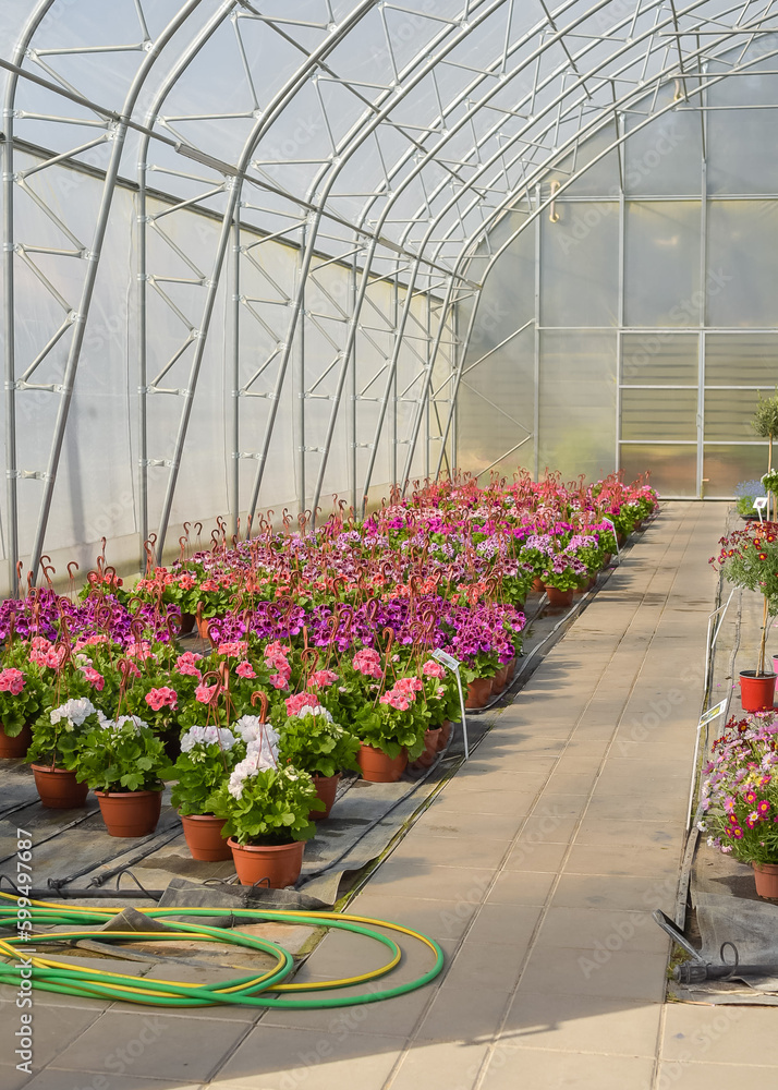 Petunias in pots. Flowers in pots in a greenhouse. Beautiful blooming green house. Greenhouse for growing seedlings of plants. Flowering plants in a flower nursery. Plants. Petunias in pots. Flowers in pots in a greenhouse. Beautiful blooming green house. Greenhouse for growing seedlings of plants. Flowering plants in a flower nursery. Plants.