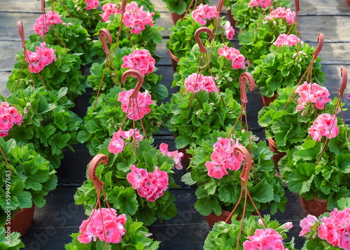 Wallpaper Mural Petunias in pots. Flowers in pots in a greenhouse. Beautiful blooming green house. Greenhouse for growing seedlings of plants. Flowering plants in a flower nursery. Plants. Torontodigital.ca