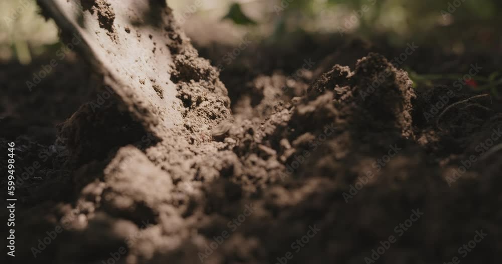 Farmer planting seedling in garden Farmer planting seedling in garden