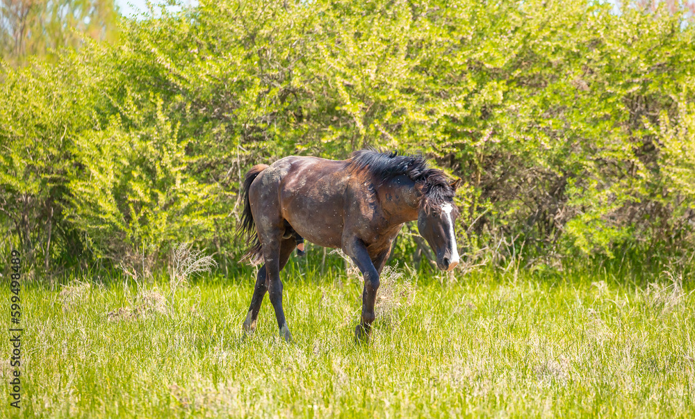 Horse and newborn foal on the background of mountains, a herd of horses graze in a meadow in summer and spring, the concept of cattle breeding, with place for text.