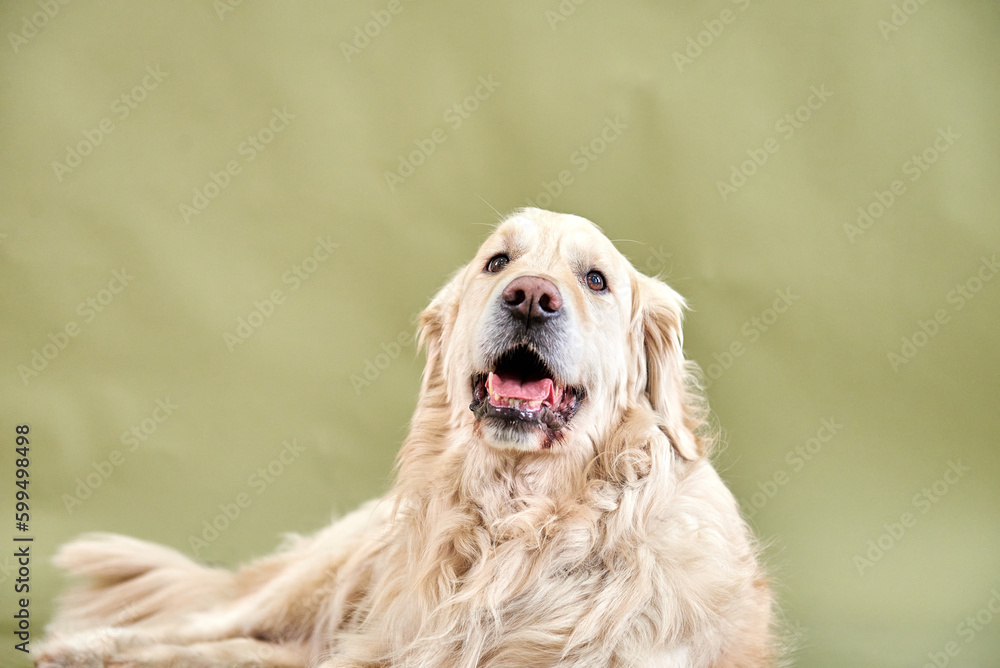 Golden retriever dog portrait