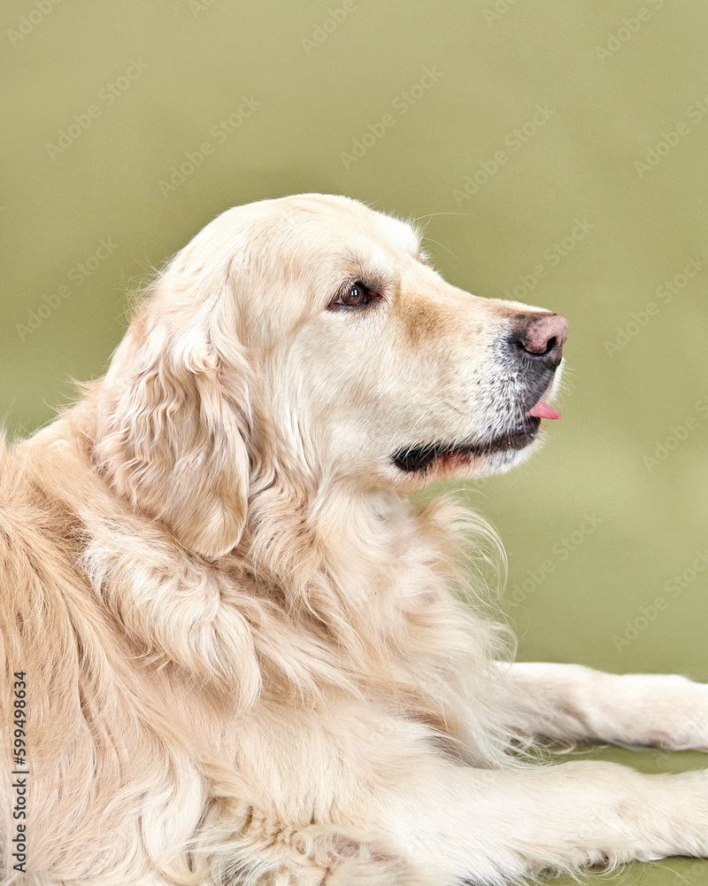Dog breed golden retriever licks his tongue Dog breed golden retriever licks his tongue