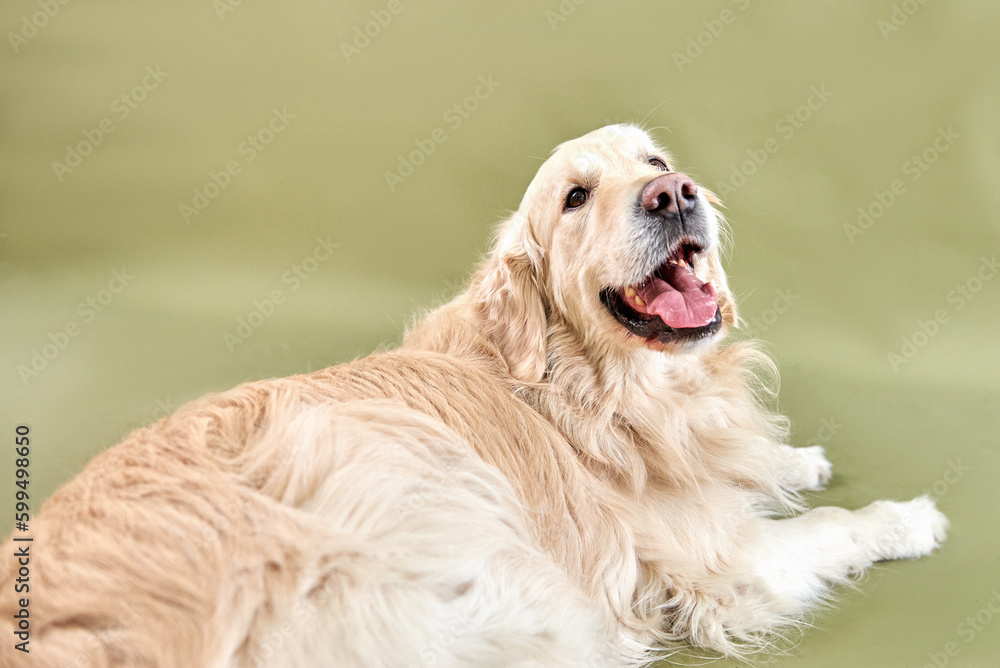 Golden retriever dog portrait