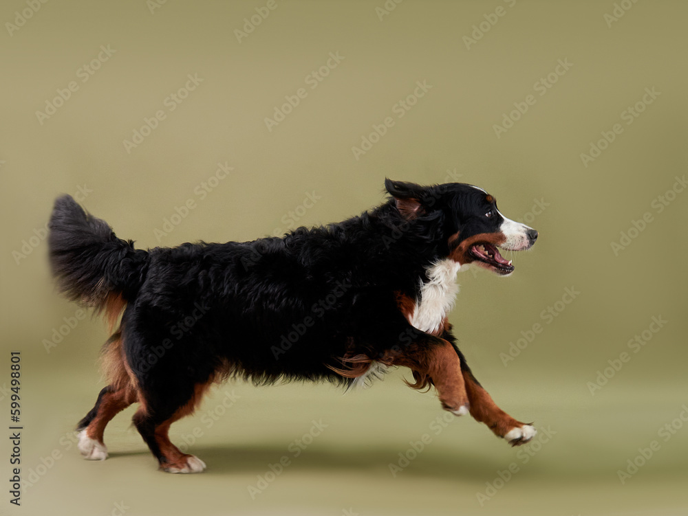 Dog bernese mountain dog in motion on a green background