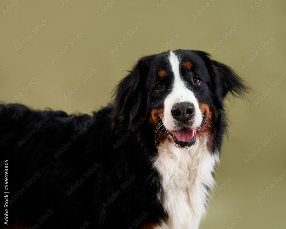 Dog bernese mountain dog portrait close up Dog bernese mountain dog portrait close up