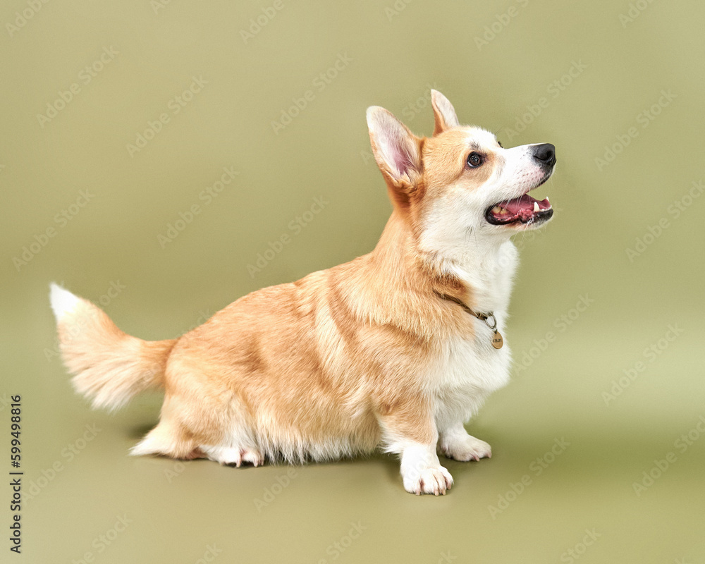 Portrait of a dog breed welsh corgi pembroke