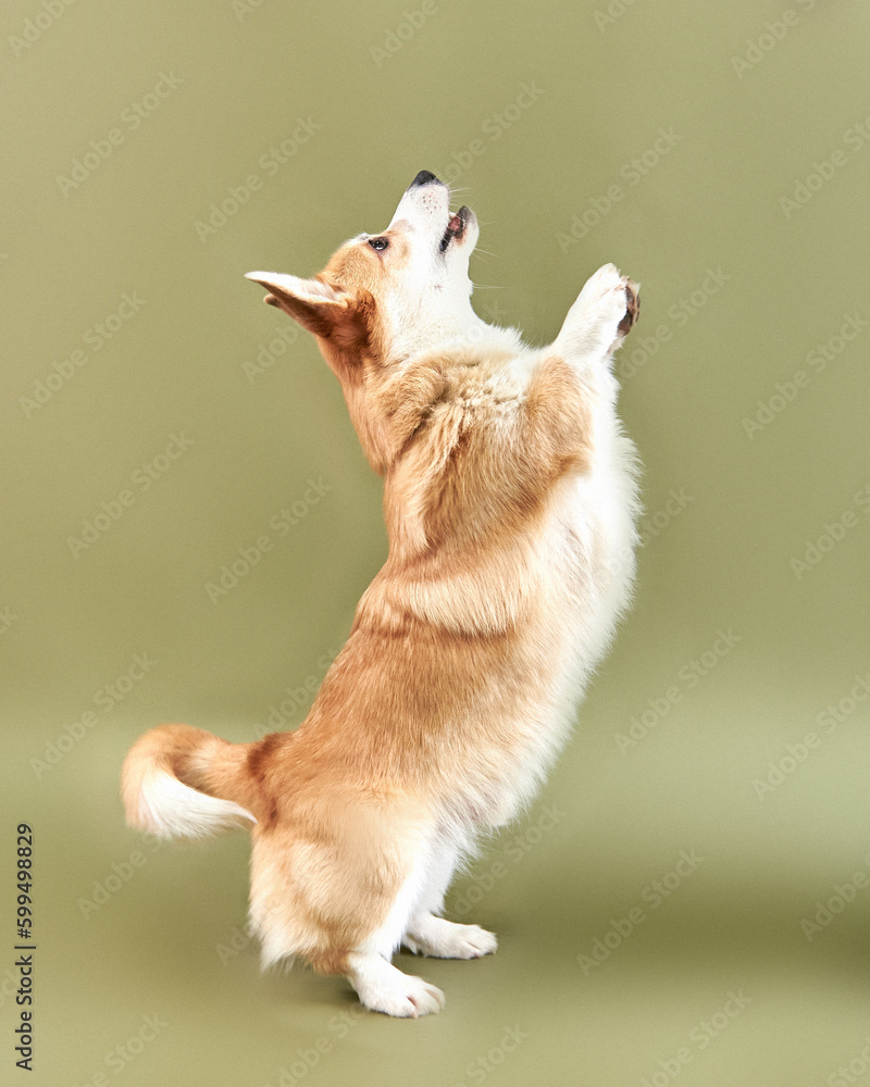 Corgi dog stands on its hind legs