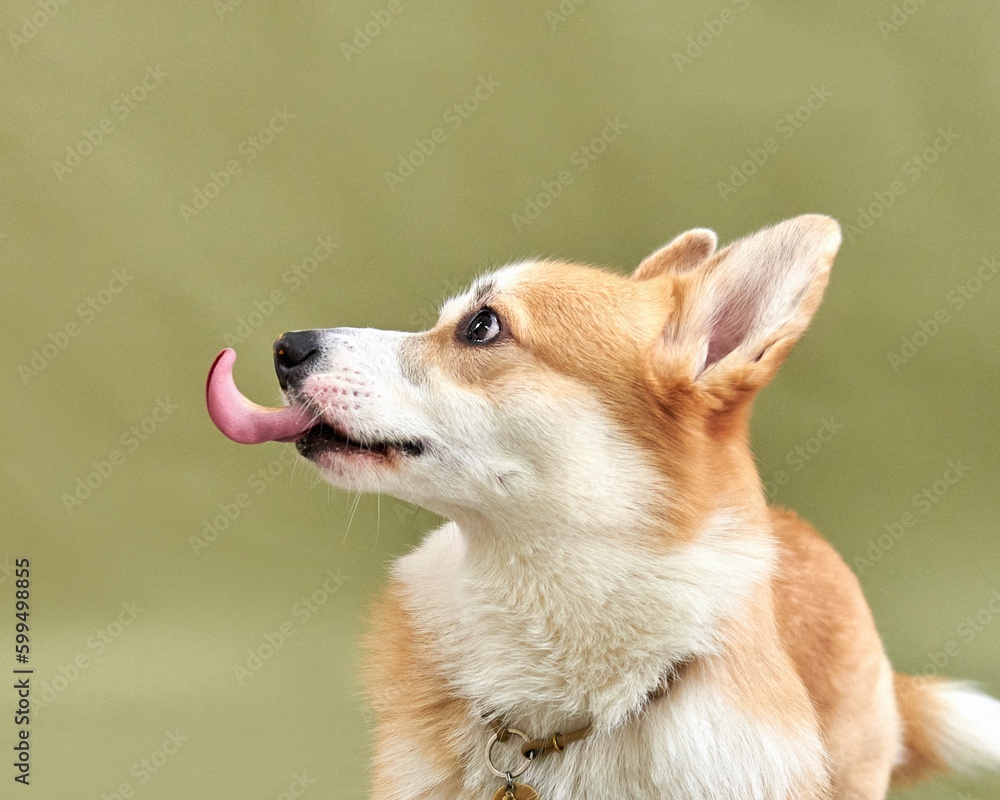 Corgi dog funny and cute sticks out his tongue