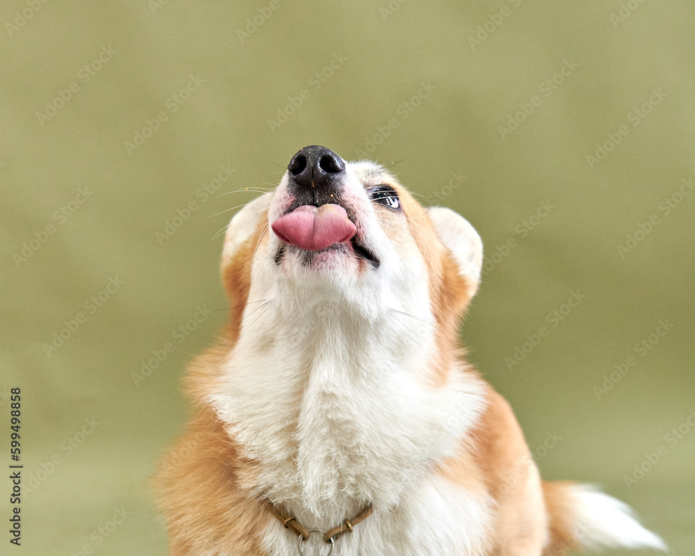 Corgi dog funny and cute sticks out his tongue
