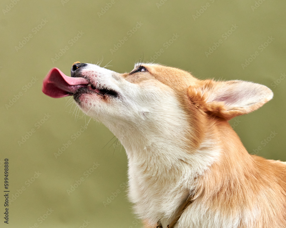 portrait of a dog, Corgi dog funny and cute sticks out his tongue