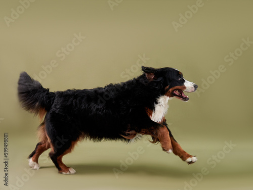 Obraz na płótnie Dog bernese mountain dog in motion on a green background w salonie