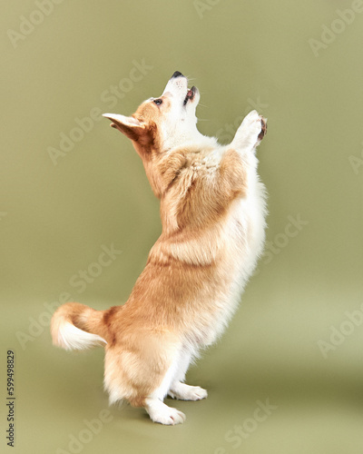 Obraz na płótnie Corgi dog stands on its hind legs w salonie