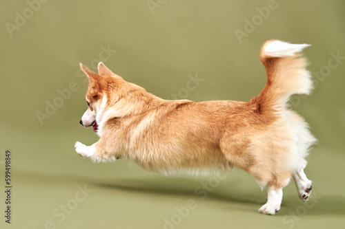 Obraz na płótnie Corgi dog in motion on a green background w salonie
