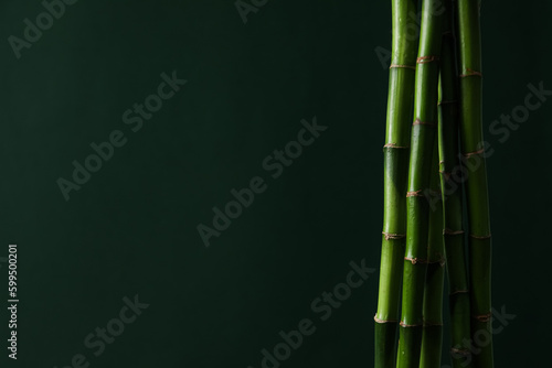 Fototapeta Naklejka Na Ścianę i Meble -  Concept of tropical and summer plant - bamboo