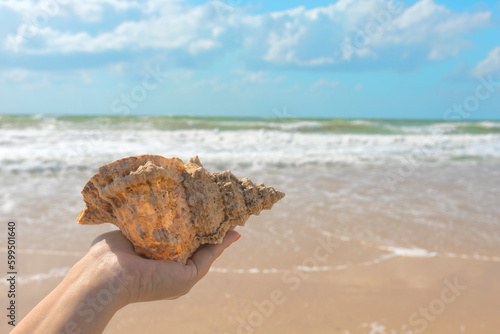 a beautiful shell in the hands of a girl