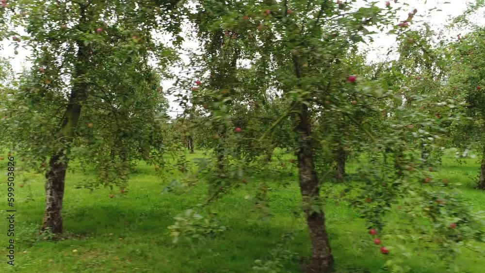 Pommeraie dans le Calvados, en normandie. Pommeraie dans le Calvados, en normandie.