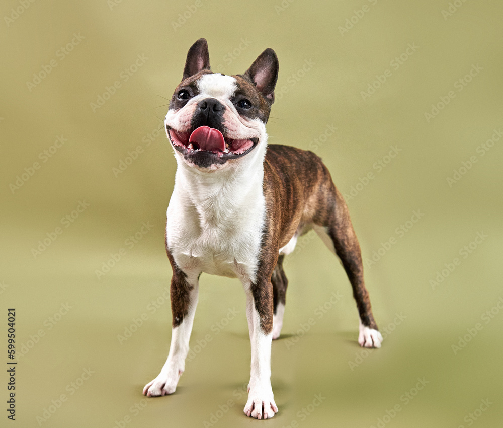 Portrait of a dog breed Boston stands on a green background