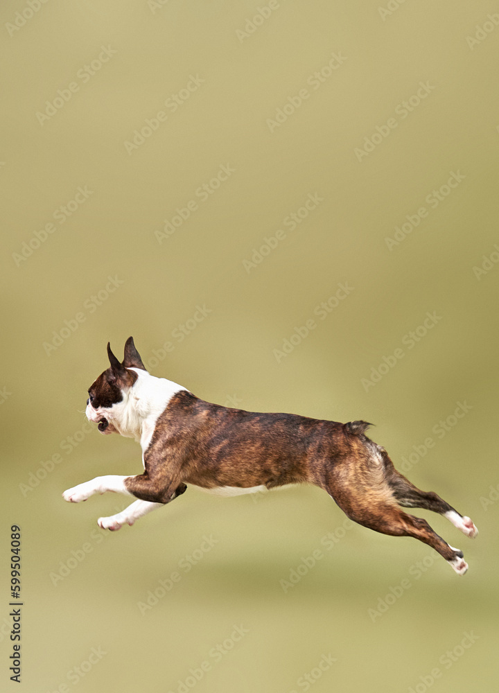 dog breed boston terrier in a jump, dog movement