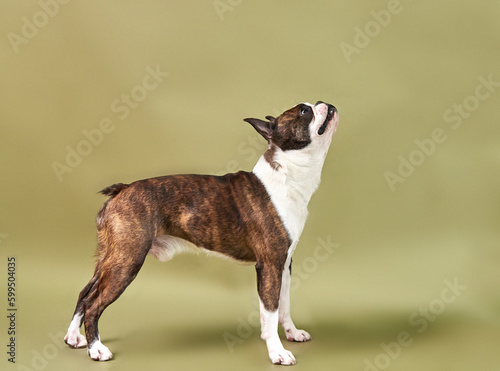 Portrait of a dog breed Boston stands on a green background