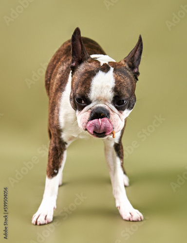 Obraz na płótnie boston terrier dog licks his lips after a treat w salonie