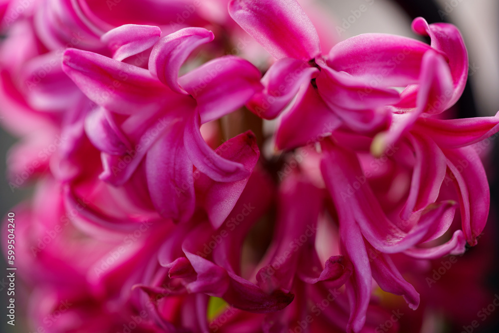 Beautiful Orchid blossom Beautiful Orchid blossom