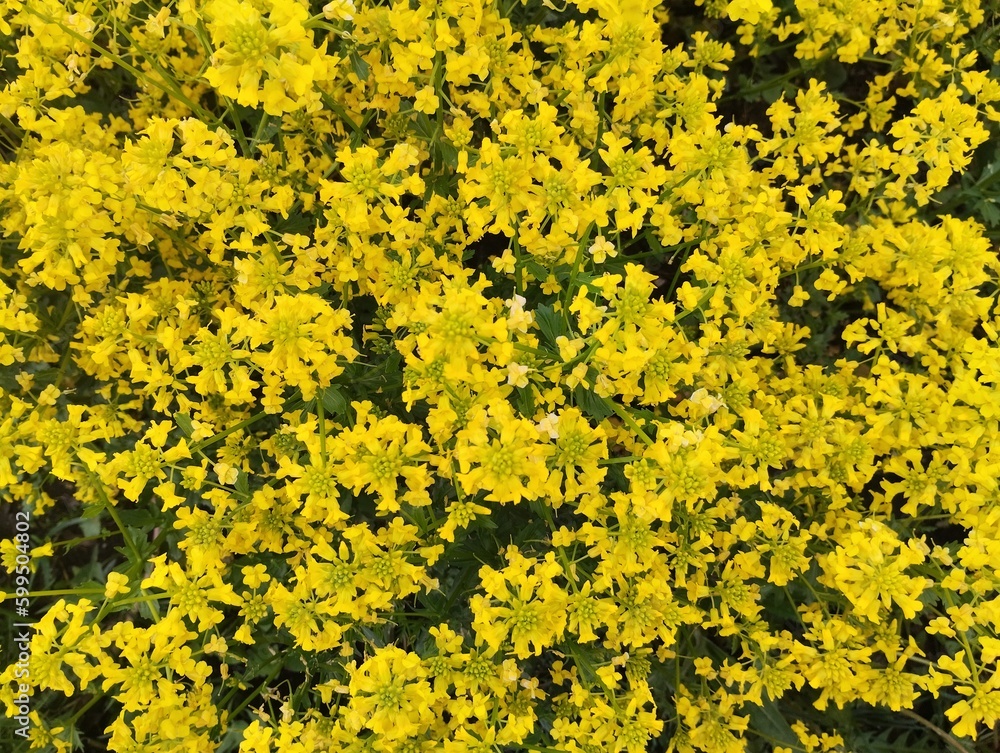 yellow flowers background yellow flowers background