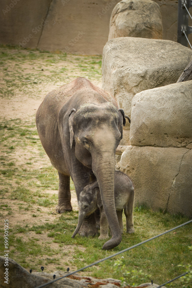 Fototapeta premium Indian elephants in the zoo habitat. Baby elephant with its mother