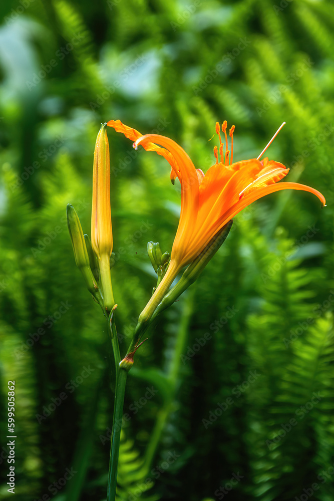Obraz premium Hemerocallis fulva(rosso) beautiful pink flower in the garden.Flowers that symbolize Mother's Day in China
