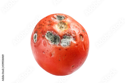 decayed rotten tomato.  Isolated, transparent background photo