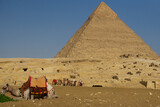 Piramide di Cheope, con in primo piano un dromedario che mangia l'erba e una carovana di dromedari in secondo piano