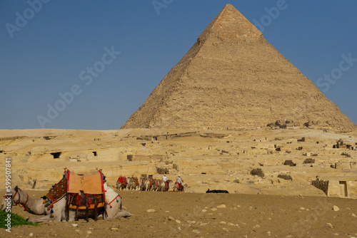 Piramide di Cheope  con in primo piano un dromedario che mangia l erba e una carovana di dromedari in secondo piano